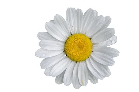 Daisy Flower White Background Free Stock Photo - Public Domain Pictures