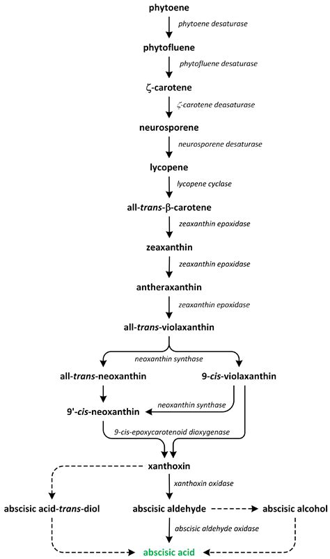 Biosynthetic Pathways of Hormones in Plants