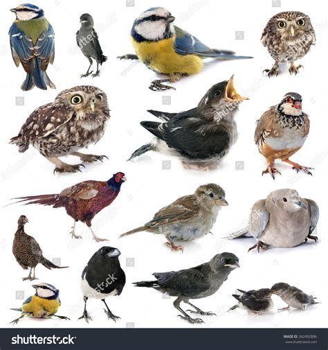 Group Of Birds In Front Of White Background Stock Photo 342492806 ...