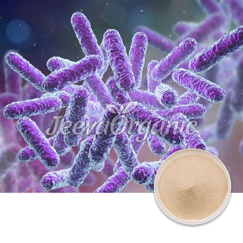 Bulk Probiotic Ingredients Supplier