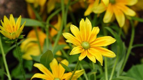 Animated World Revolving Wallpaper 的图像结果