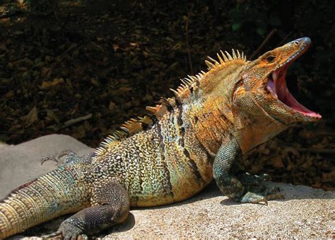 International Iguana Foundation 2022 Impact Report by Karen4040 - Issuu