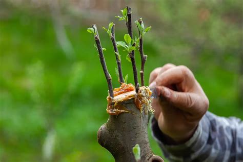 Large Tree Root Trimming 的图像结果
