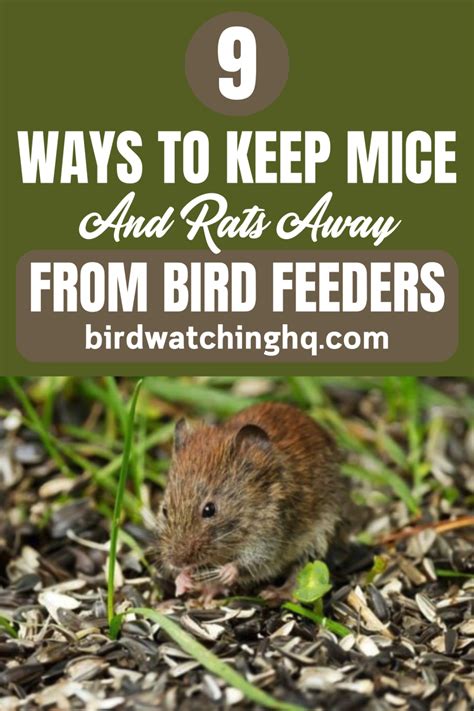 9 ways to keep mice and rats away from bird feeders – Artofit