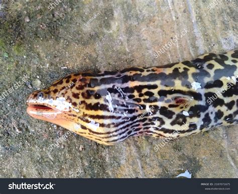 Freshwater Snowflake Eel