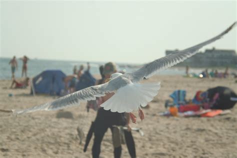 Seagull, shot at Blue Shutters Beach in Charlestown, Rhode Island : r ...