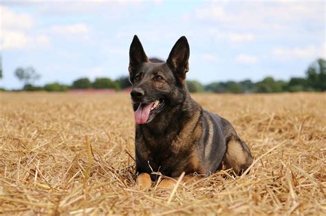 Belgian Malinois Mix Dog Breed Complete Guide - A-Z Animals
