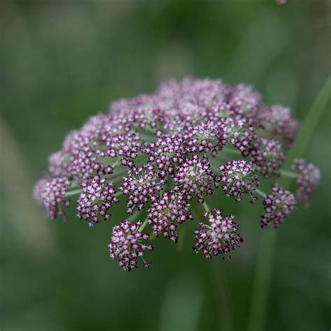 Buy wild carrot or ornamental carrot Daucus carota 'Dara': Delivery by ...