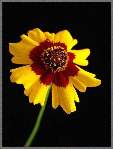Heirloom Organic Plains Coreopsis Seeds (AKA Coreopsis Tinctoria, Plai ...