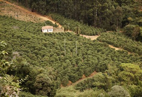 Brazil Canario Cerrado Patrocinio - CMG