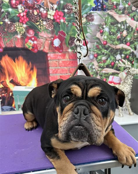 Rottweiler English Bulldog Mix
