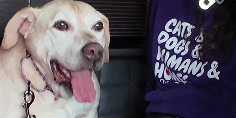 Truck drivers give 14-year-old shelter dog happiness with rides during ...