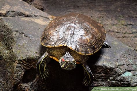 Setting Up a Turtle Tank 的图像结果