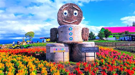 Hokkaido Shikisai-no-Oka & Biei Flower Fields Day Tour | Limited Flower ...