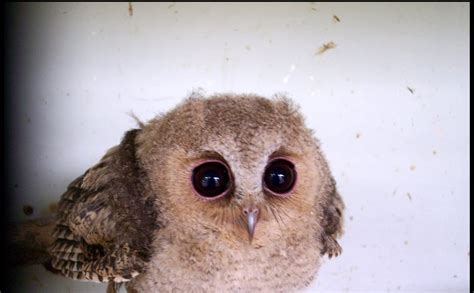 Image result for Baby Owl Springwatch