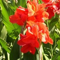 Buy Aquatic (water) Plants Online at low price in India