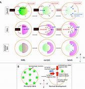 Image result for neuroectoderm