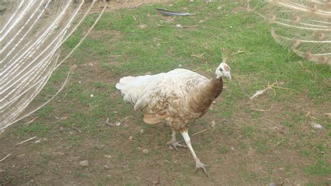 When do peacocks lay eggs - Peacocks UK