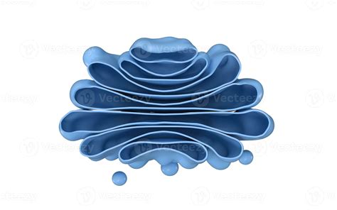 Golgi apparatus of the cell, close-up view, 3d rendering. 27826196 ...