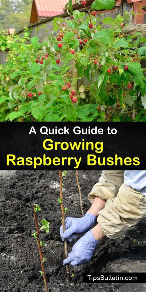Image result for How to Support Raspberry Bushes