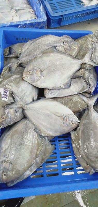 Frozen Fish Manufacturer, Exporter & Supplier from Porbandar India