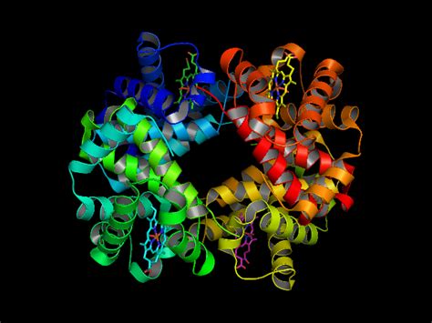 Image result for Haemoglobin PyMOL