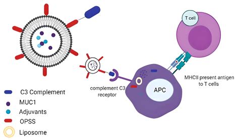 Enhancing T Cell and Antibody Response in Mucin-1 Transgenic Mice ...