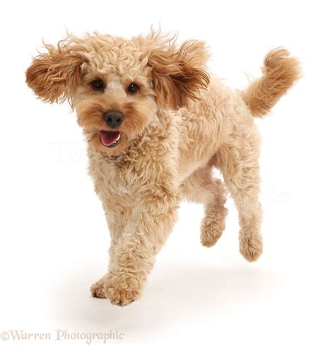 Image result for Cockapoo Dog Tung