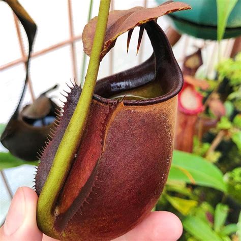 Why Do Carnivorous Plants Eat Meat at Cynthia Connor blog
