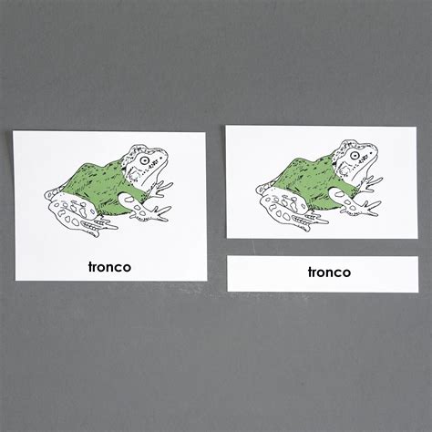 Frog Life Cycle In Spanish