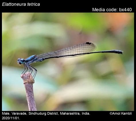 Elattoneura tetrica Laidlaw, 1917 - | Odonata