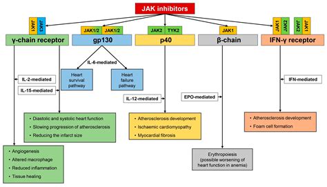 Mechanism Of Jak Inhibitor