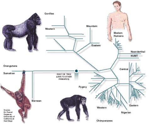 Are humans genetically unique? - Genetic Literacy Project