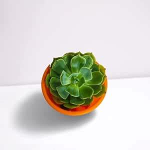 Creative Farmer Succulent Plant For Indoor | Echeveria Elegans Plants ...