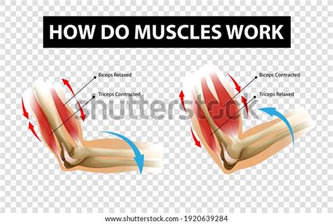 Image result for How Muscles Work Video