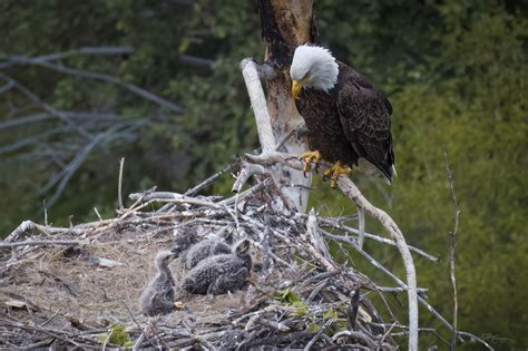 Belonging - Jeff Cummings Photography