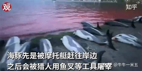 丹麦 1428 只海豚捕猎行动中遭捕杀，海水染成血红色，动物保护组织称「一场屠杀」，哪些信息值得关注？ - 知乎