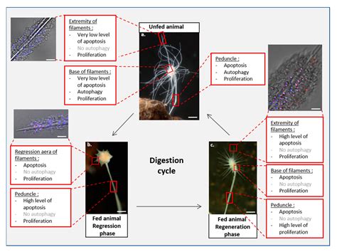 Using the Carnivorous Sponge Lycopodina hypogea as a Nonclassical Model ...