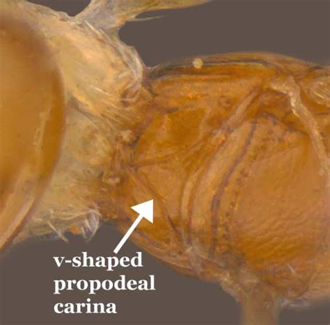 Acmopolynema Ogloblin