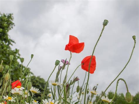 Red papaver flower | Premium Photo