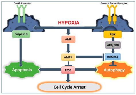 Role of Hypoxia-Mediated Autophagy in Tumor Cell Death and Survival