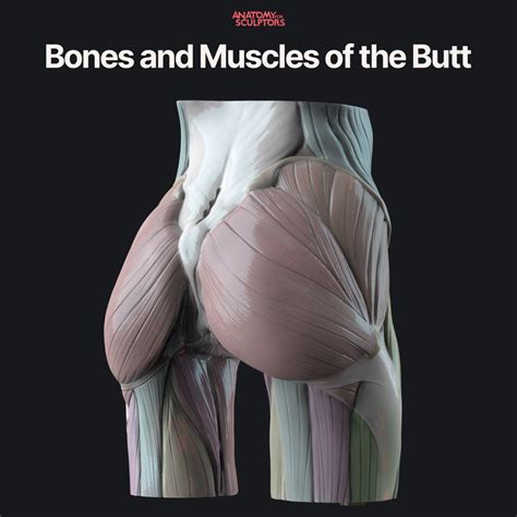 Anatomy For Sculptors | Anatomy Book Series For Artists | Human body anatomy, Human anatomy ...