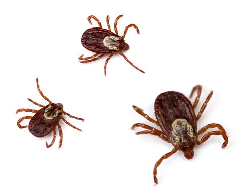 Different Types of Ticks Found in the United States | EcoGuard