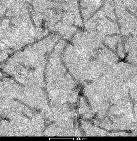 Indian Institute of Science