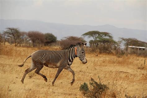 Safeguarding the world’s most endangered zebra | Marwell Zoo