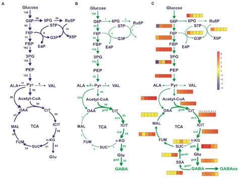 Model-Guided Metabolic Rewiring for Gamma-Aminobutyric Acid and ...