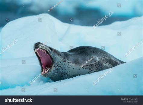 Scary Leopard Seal