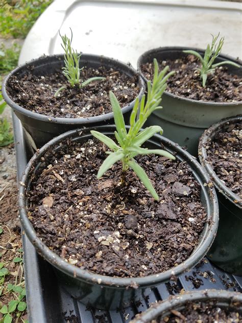 Propagating Lavender from Cuttings - Growing The Home Garden | How to ...