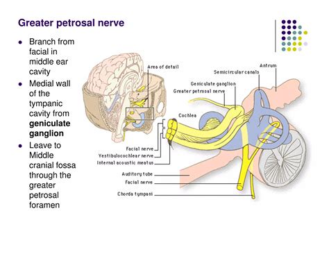 pterygopalatine_fosssa.pdf