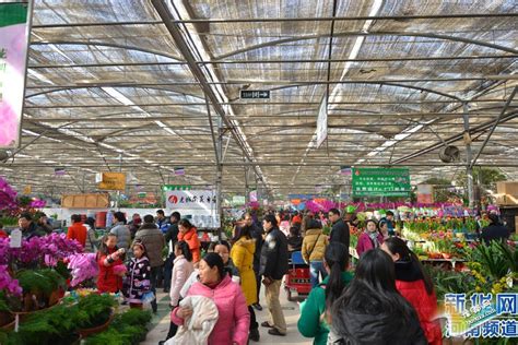 郑州花卉市场姹紫嫣红迎新年 - 封面新闻